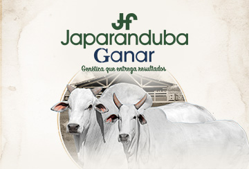 LEILÃO JAPARANDUBA GANAR - TOUROS